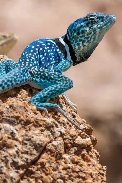 thumb for Eastern Collared Lizard Wallpaper