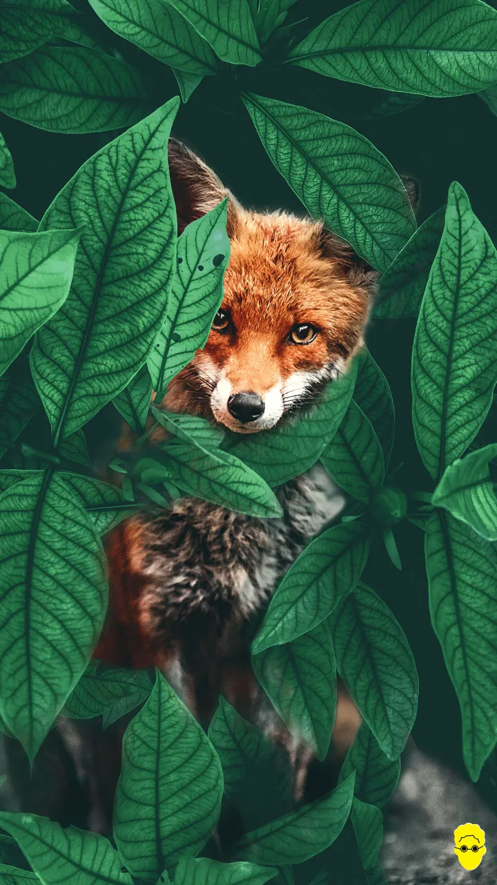 red fox wallpaper