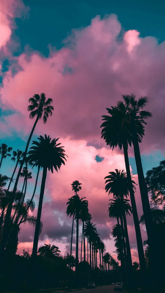 palm trees sunset clouds wallpaper