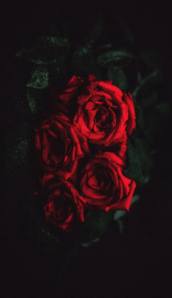 thumb for Dark Red Rose Wallpaper