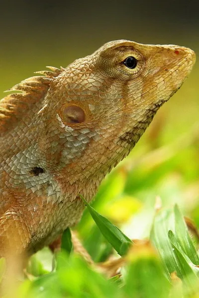 oriental garden lizard