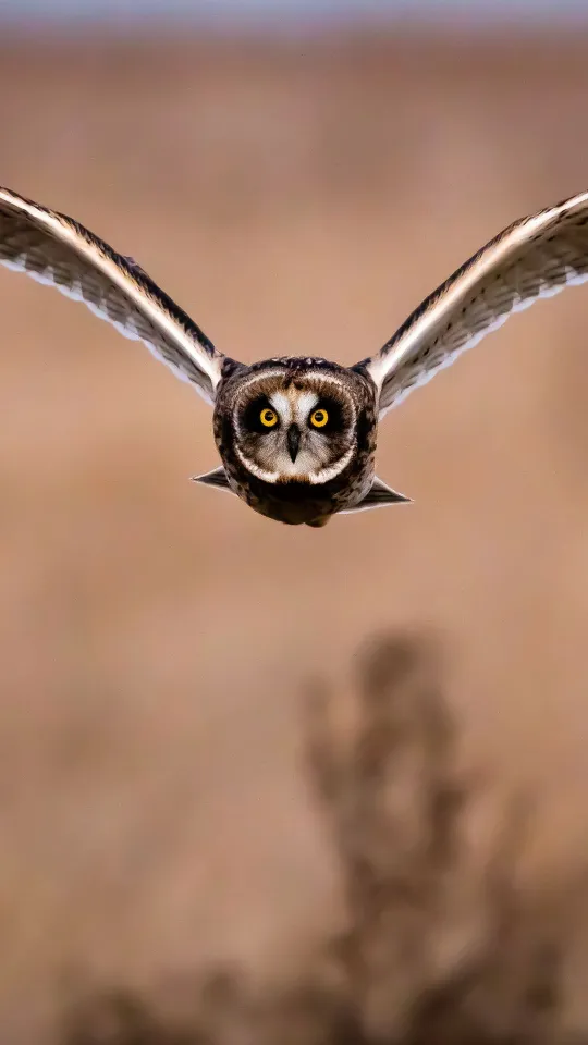 owl bird flight wings wallpaper