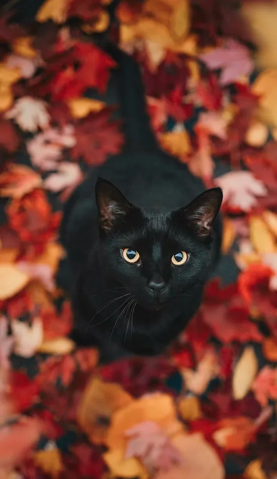 black cat autumn wallpaper