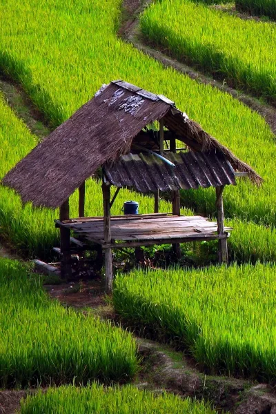 rice field wallpaper 4k wallpaper