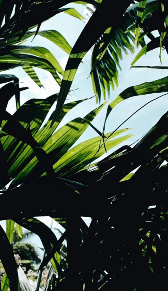 thumb for Green Palm Tree Wallpaper