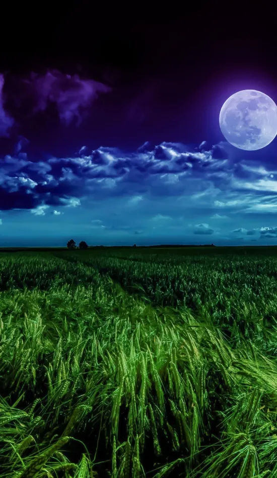 night grass wallpaper