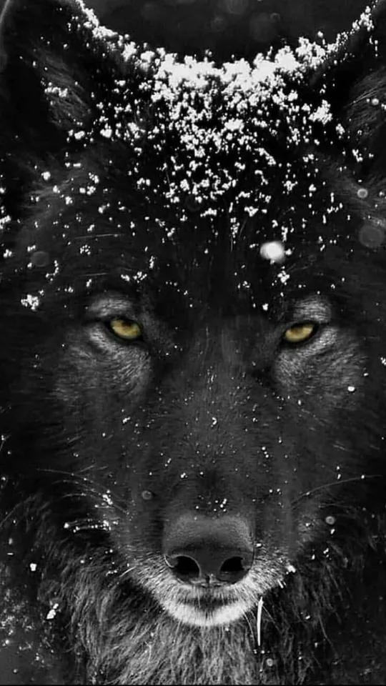 balck wolf aesthetic wallpaper