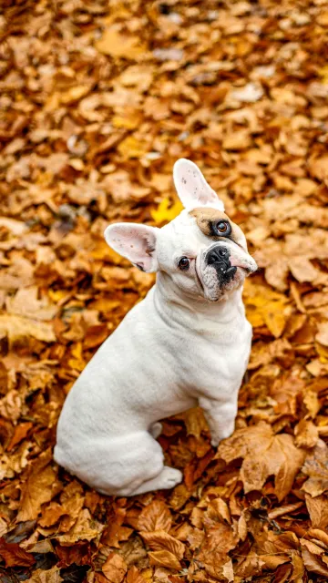 cute white dog