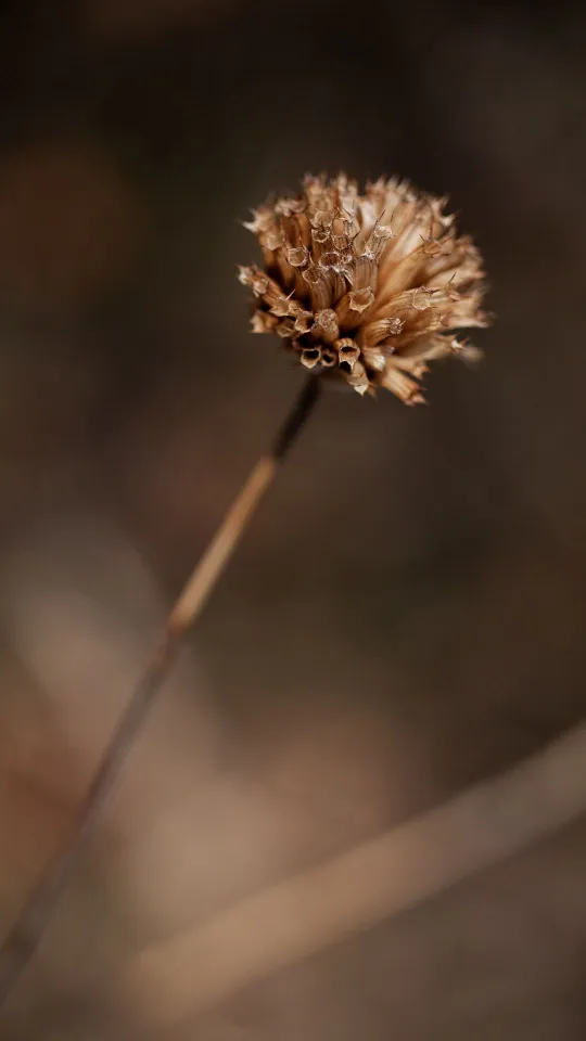 thumb for Dry Plant Flower Wallpaper