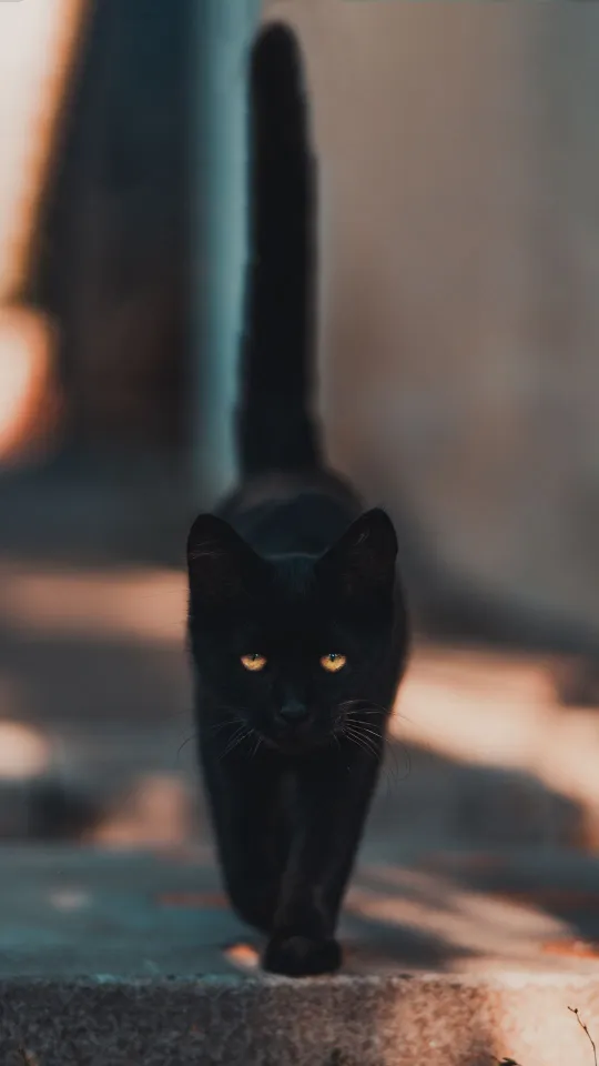 black cat kitten walk wallpaper