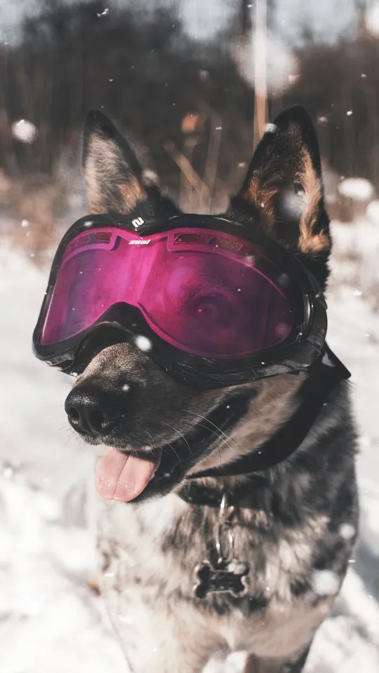 dog glasses winter wallpaper