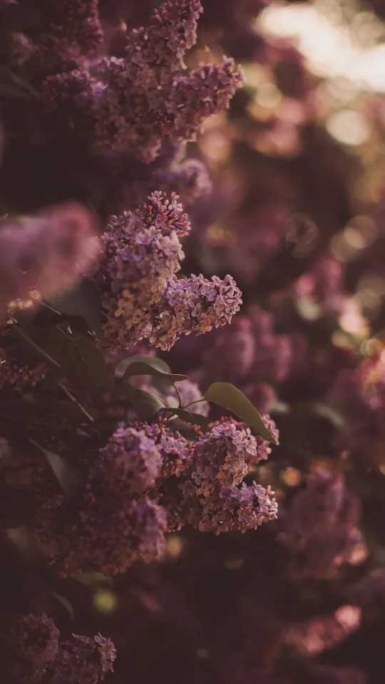 thumb for Lilac Flowers Wallpaper