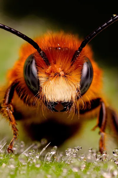 thumb for Honey Bee Wallpaper