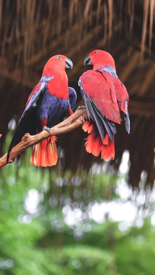 thumb for Red Parrots Birds Wallpaper
