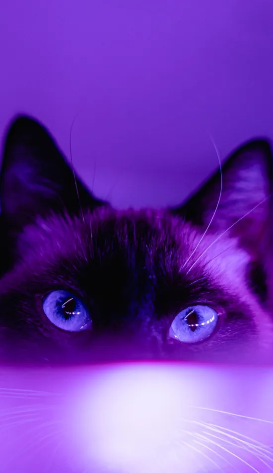 thumb for Purple Aesthetic Cat Face Wallpapers