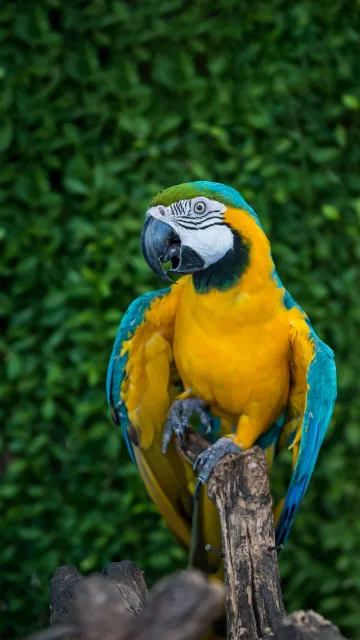 thumb for Parrot Wallpaper