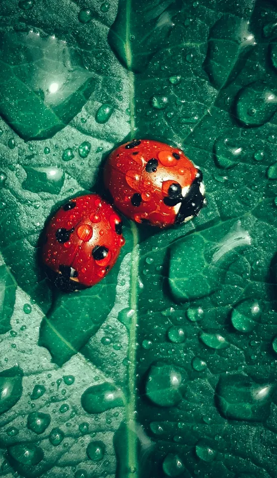 thumb for Ladybug Beetle Leaf Wallpaper