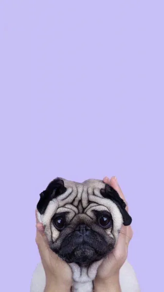 pupy wallpaper