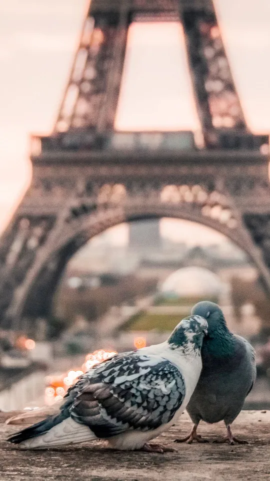 thumb for Doves Couple Eiffel Tower Wallpaper