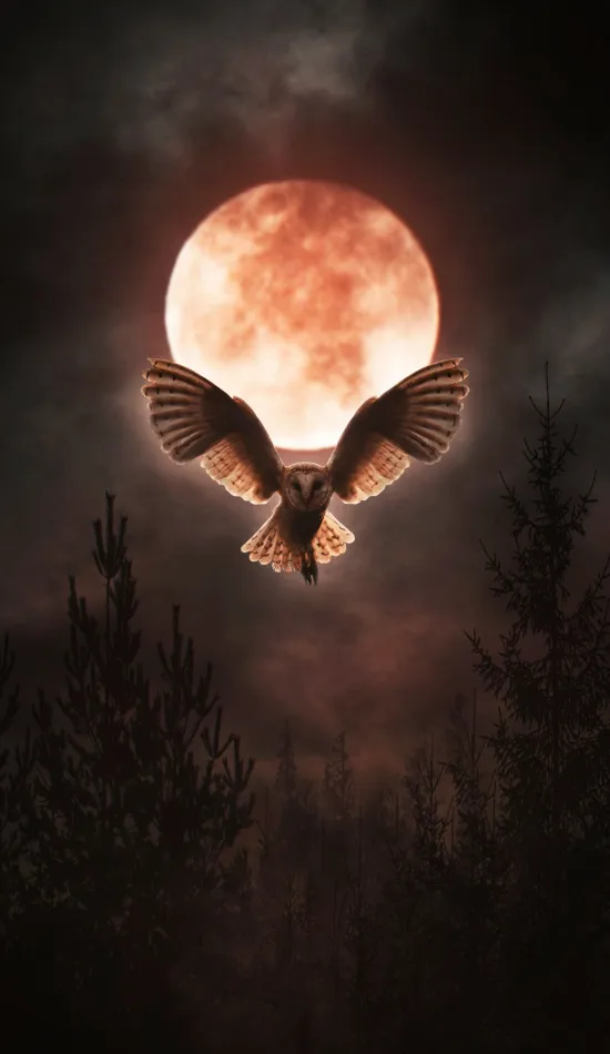 thumb for Owl Moon Birds Wallpaper