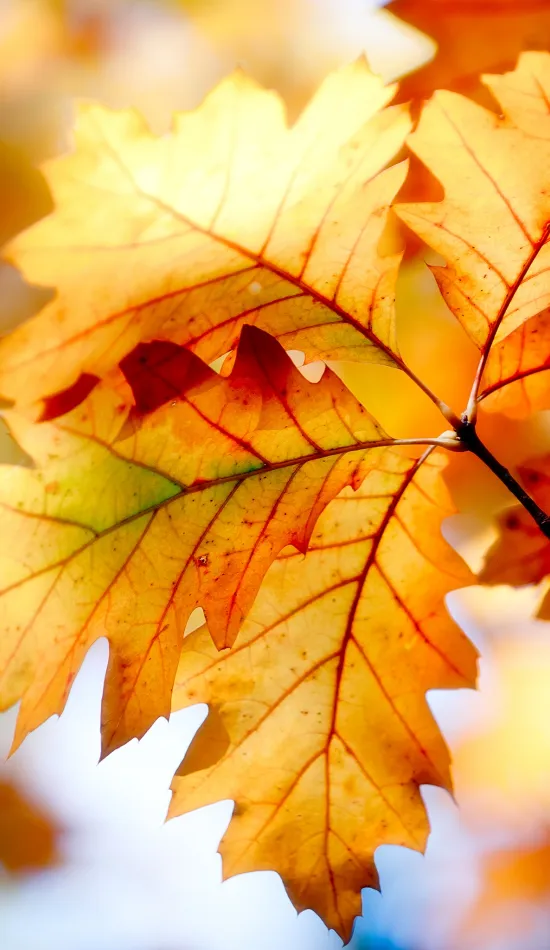 autumn leaf color wallpaper