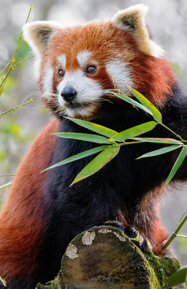 red panda wallpaper
