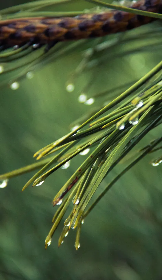 water drops on green pine wallpaper