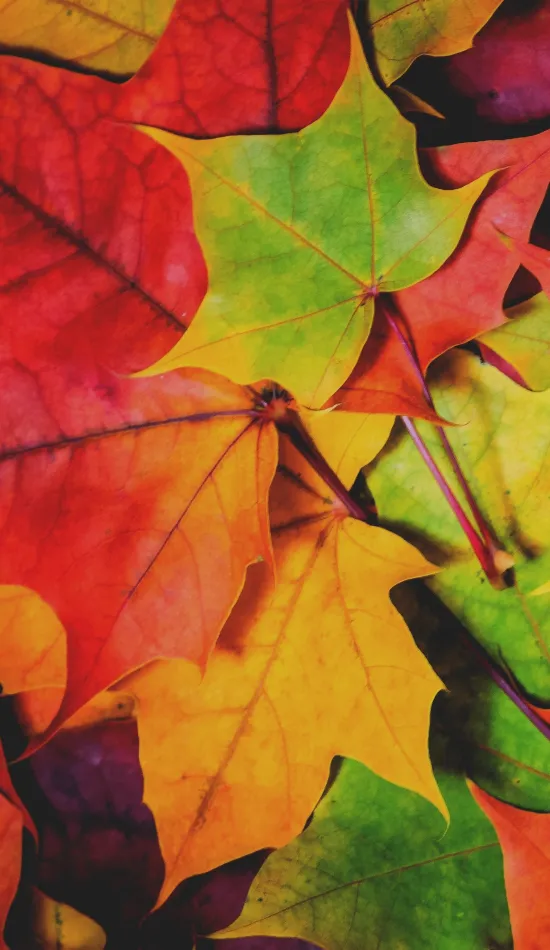 colorful maple leaf 4k wallpaper