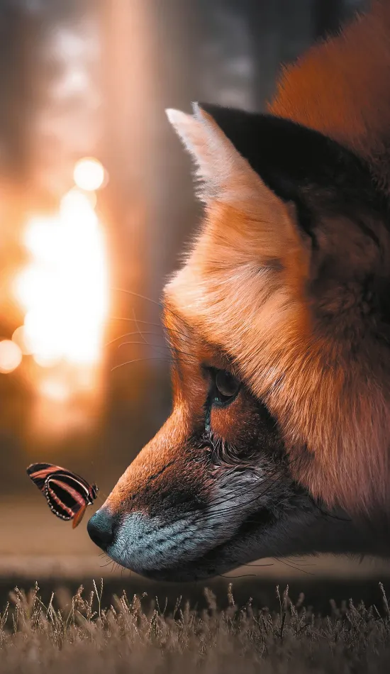 fox hd wallpaper