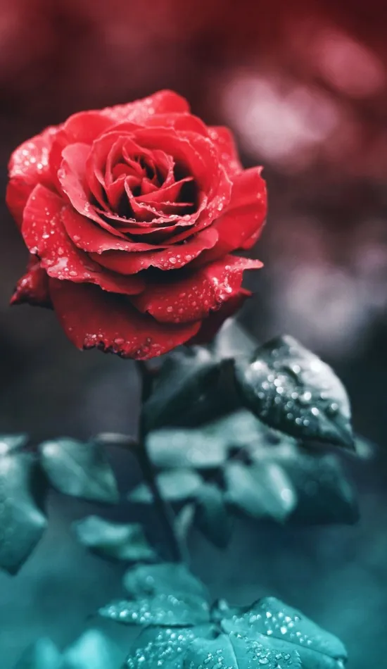 thumb for Red Rose Flower Wallpaper