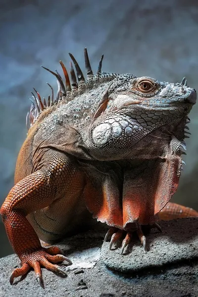 thumb for Red Green Iguana Wallpaper