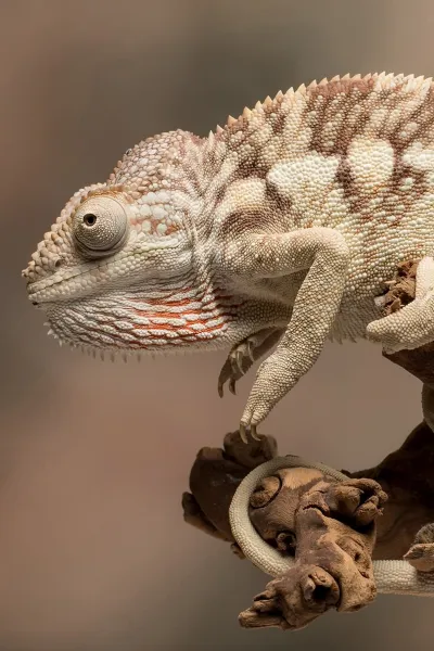 lizard reptile wallpaper