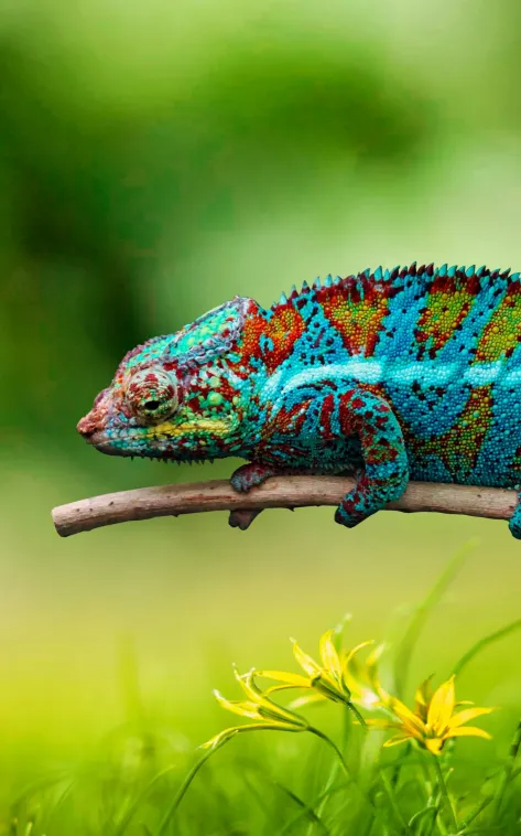 colurfull panther chameleon wallpaper