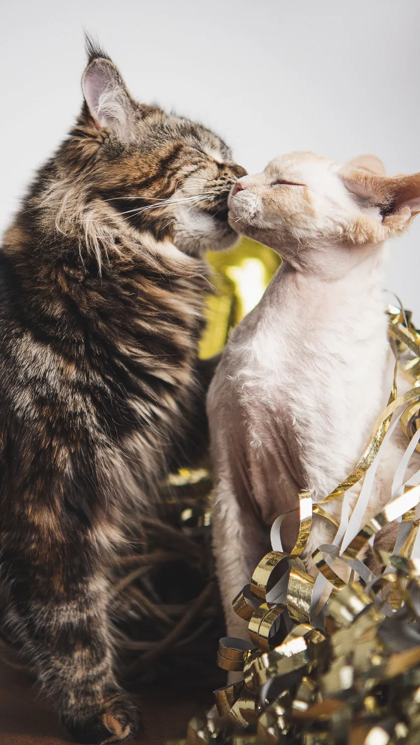 thumb for Cat Couple Wallpaper