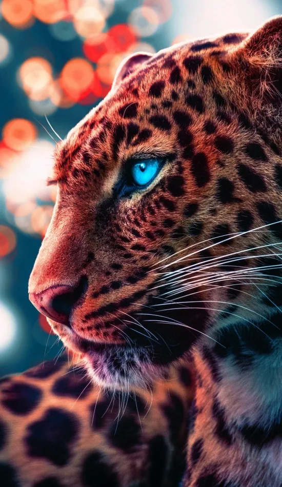 leopard Wallpaper