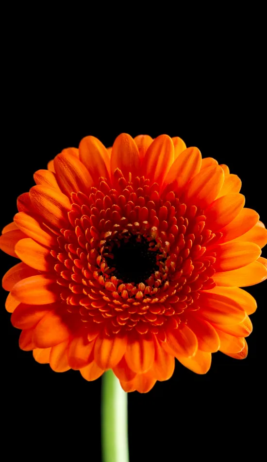 orange color flower dark wallpaper