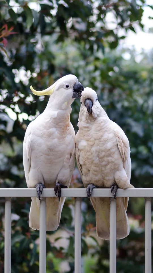 cockatoo parrots birds white couple wallpaper
