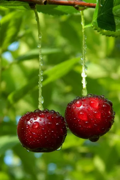 cherries water drop wallpaper