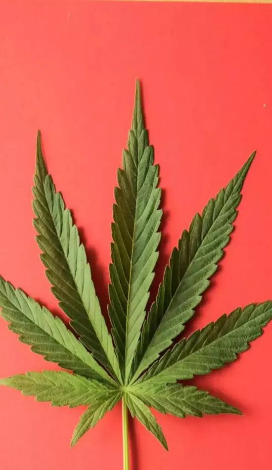 thumb for Weed Iphone Wallpaper