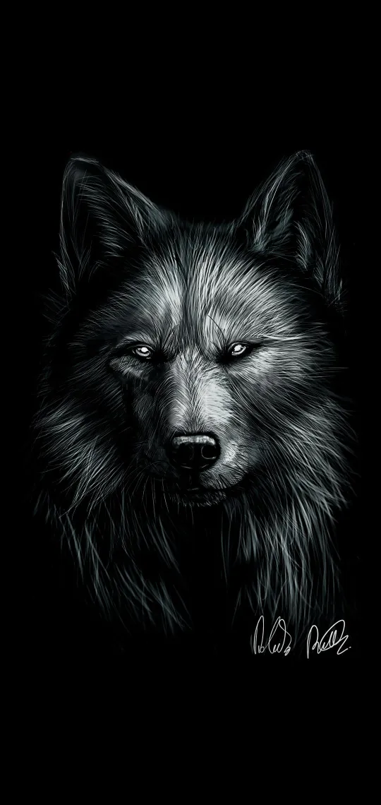 cool black wolf wallpaper
