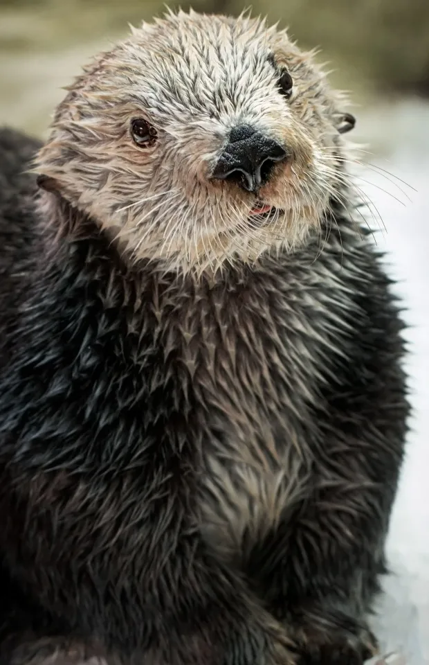 sea otter wallpaper