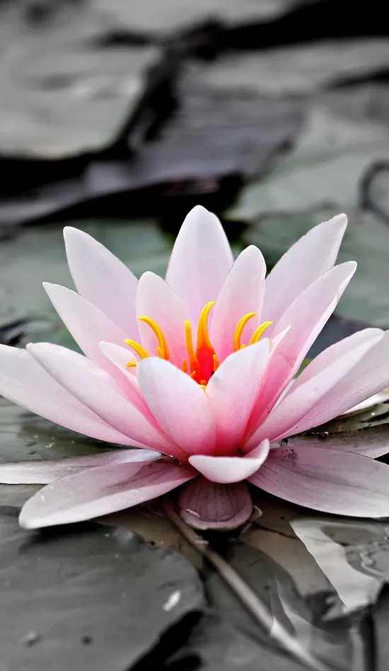 thumb for Water Lilies Flowers Wallpaper
