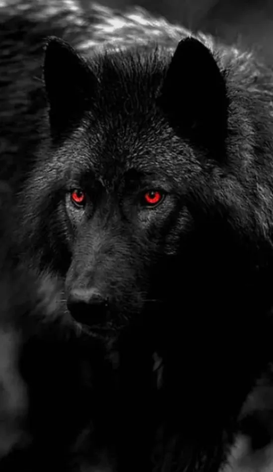 black wolf iphone wallpaper