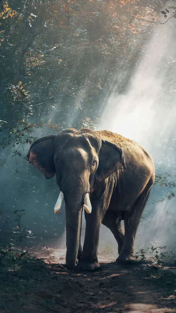 elephant wallpaper