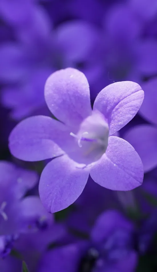 thumb for Bokeh Violet Flowers Wallpaper