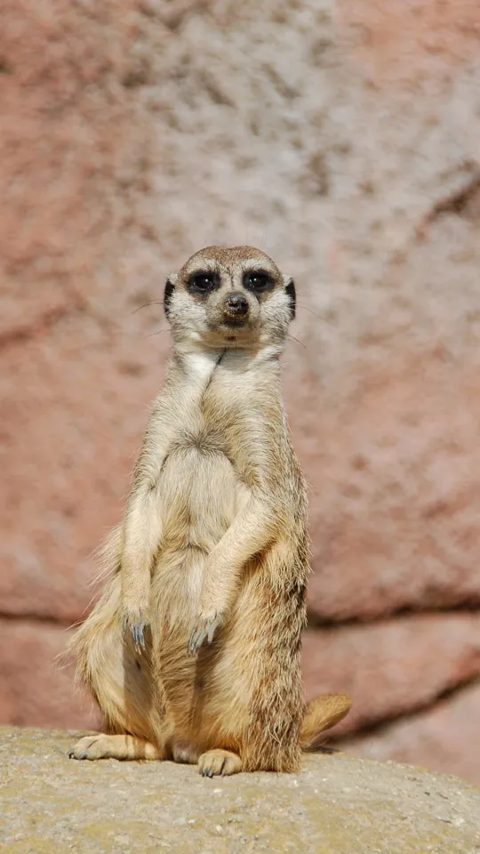 meerkat sitting wallpaper