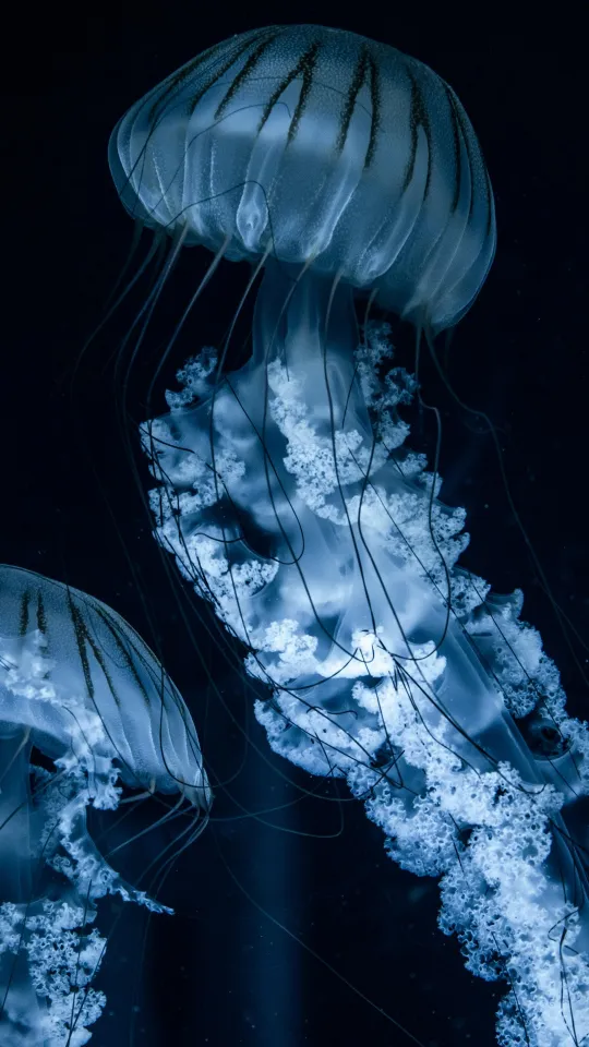 jellyfish 4k wallpaper