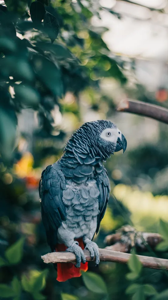 thumb for Gray Parrot Parrot Bird Wallpaper