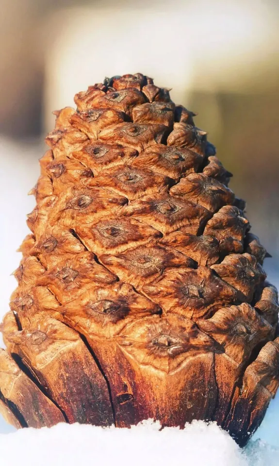 thumb for Conifer Cone Wallpaper