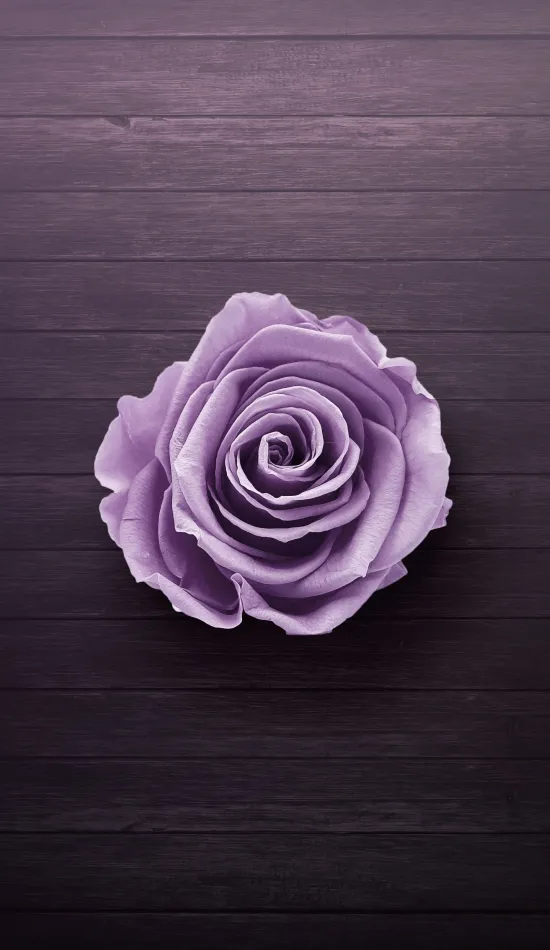 thumb for Purple Rose Flowers Wallpaper